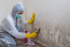 Professional Mold Removal & Remediation in Blue Mountain, MS